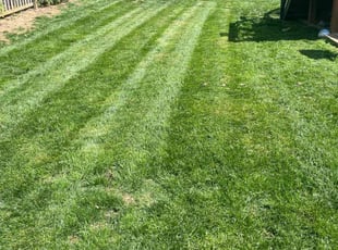 Donna A.'s Lawn Mowing service result