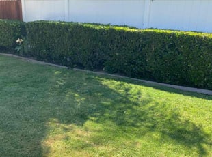 Bush Trimming by Sanjeev Singh for Henry V. in Corona, CA