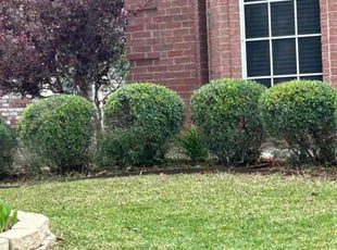 Bush Trimming by Jaime Duran for Franck F. in Mansfield, TX