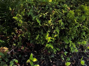 Bush Trimming by Daniel Bunch for Prathyusha A. in Dublin, OH