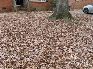 Leaf Removal by Ronald Martin for Jeffrey D. in Charlotte, NC