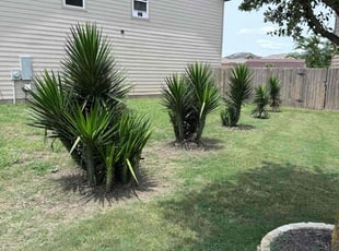 Bush Trimming by Isabel López for Gene L. in Jarrell, TX