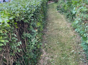 Bush Trimming by Charles Hinton for Christina B. in Cleveland, OH
