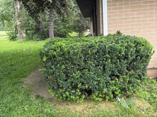 Bush Trimming by Julio Vierra for Chloe G. in Sussex, WI