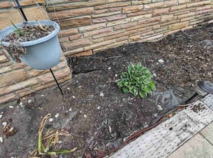 Weeding by Tamica Lige for Anthony H. in Kansas City, KS