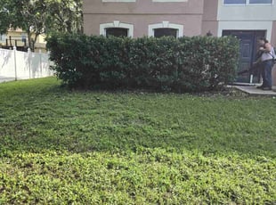 Bush Trimming by Charles wooten for Ryan M. in Groveland, FL