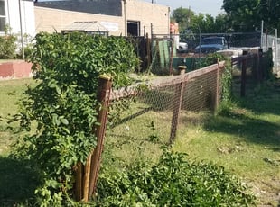 Bush Trimming by Philip Castle for Theresa Michelle H. in Denver, CO