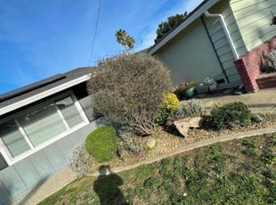 Leaf Removal by Luis Enrique Rafael Chavez for Pedro Y. in San Jose, CA