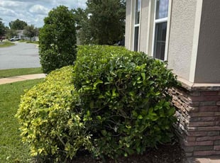 Bush Trimming by James Douglas for Charmaine S. in Groveland, FL