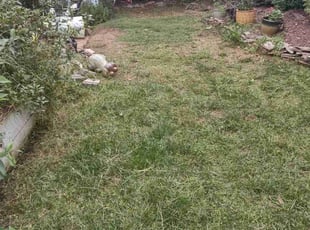 Cleanups by Michael Cherry for Callie C. in Charlotte, NC