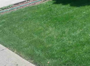 Natalee S.'s Lawn Mowing service result