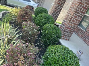 Bush Trimming by Patrick Stewart for Dawn B. in McKinney, TX