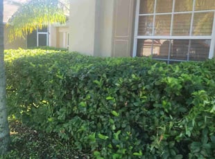 Bush Trimming by Sophia Johnson for Amanda E. in Wesley Chapel, FL