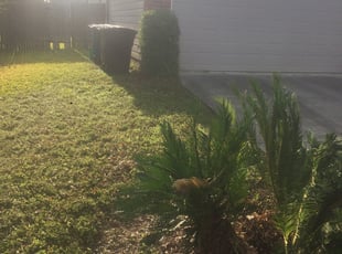 Bush Trimming by Chaes Pate for Samantha P. in San Antonio, TX