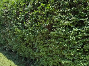 Bush Trimming by Ethan Wright for Daniel P. in Smyrna, GA