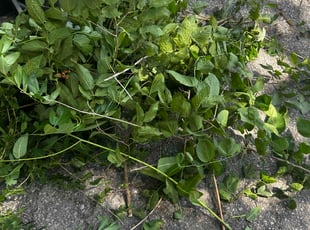 Weeding by George Byrd for Eddie A. in Omaha, NE