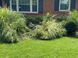 Bush Trimming by Steven Moreira for Liz M. in Virginia Beach, VA