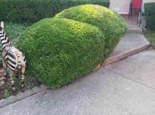 Bush Trimming by Joshua Rich for Priscilla O. in San Antonio, TX