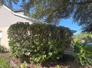 Bush Trimming by Ramon Taguja for DiAnjah J. in Valrico, FL