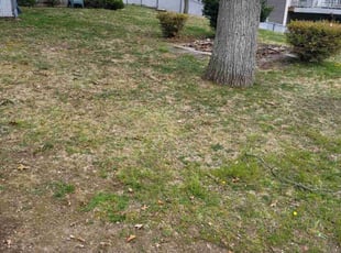 Leaf Removal by Jared Duguay for Ashley A. in North Providence, RI