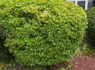Bush Trimming by Milton Rodriguez for Ruth U. in Powder Springs, GA