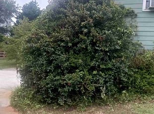 Bush Trimming by Enrique Juarez for Sarah R. in Kennesaw, GA