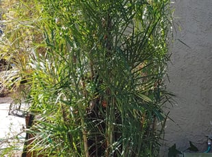 Bush Trimming by William Thayer for Dion C. in Tampa, FL
