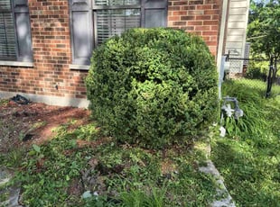 Bush Trimming by Anthony Wagner for Lennoria P. in Florissant, MO