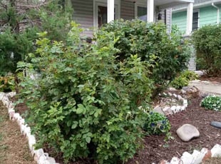 Bush Trimming by Nicole Gorman for Ella A. in Kansas City, KS
