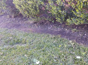 Weeding by Allan Roberts for Roseanne L. in Sterling, VA