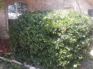 Bush Trimming by James brown for Gina G. in Arlington, TX