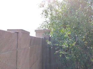 Bush Trimming by Gideon Cook for Evelyn S. in Phoenix, AZ