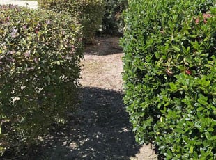 Weeding by Kelvin Williams for Guana W. in Jacksonville, FL