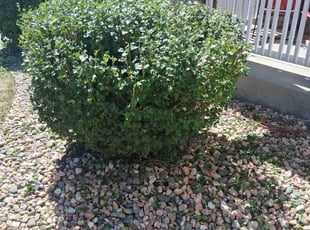 Bush Trimming by Joseph Felicetty for Amber E. in Colorado Springs, CO