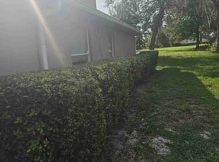 Bush Trimming by Jon Mccormick for Bill L. in DeBary, FL