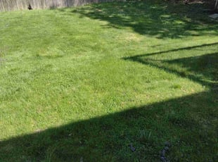 Weeding by Matthew Spinelli for Katrina B. in West Haven, CT