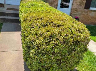 Bush Trimming by Edwin Villagran for Brigit S. in Rockville, MD