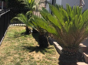 Bush Trimming by Ross Johnson for Matt F. in Los Angeles, CA