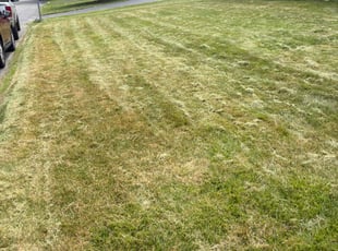 Bush Trimming by Brendan Foley for Karen S. in Framingham, MA