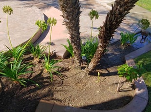 Weeding by Oscar Castillo for Nick L. in San Diego, CA