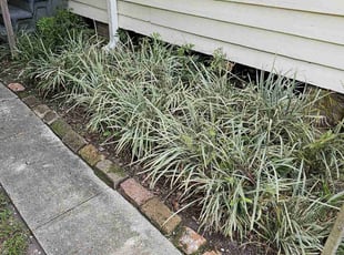 Weeding by Chad Oliver for David M. in New Orleans, LA