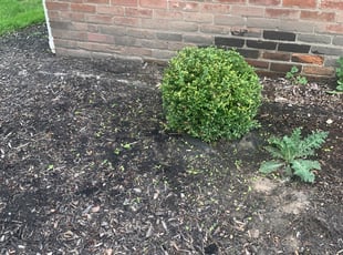 Bush Trimming by James Breeden for Tyree A. in Buffalo, NY