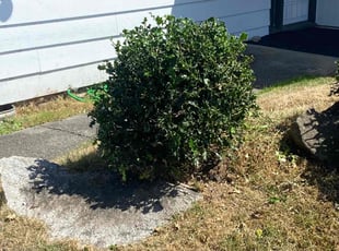 Bush Trimming by Dijon Wiley for Bennett D. in Tacoma, WA