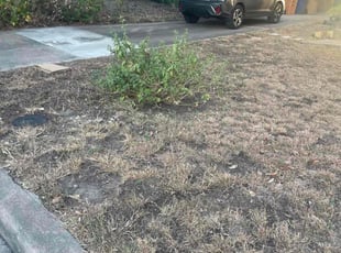 Leaf Removal by Jason Bernal for Elli K. in Austin, TX