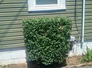 Weeding by Dan Hume for Nancy P. in Beltsville, MD