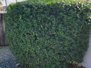 Bush Trimming by Kirk Henry for Ashley N. in Boca Raton, FL
