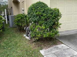 Bush Trimming by Ashley Fleck for Jess R. in Orange Park, FL