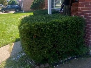 Bush Trimming by Robert Cain for Tiffany H. in Southfield, MI
