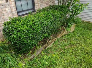 Bush Trimming by David Cole for Brittany H. in Lexington, KY
