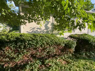 Bush Trimming by Kiare Salaam for Corbin P. in Anderson, IN